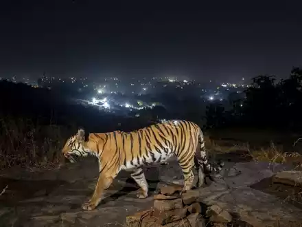 Ein Tiger streift durch den Similipal-Nationalpark in Indien. - Foto: Yashpal Rathore/Science/dpa