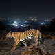 Ein Tiger streift durch den Similipal-Nationalpark in Indien. - Foto: Yashpal Rathore/Science/dpa