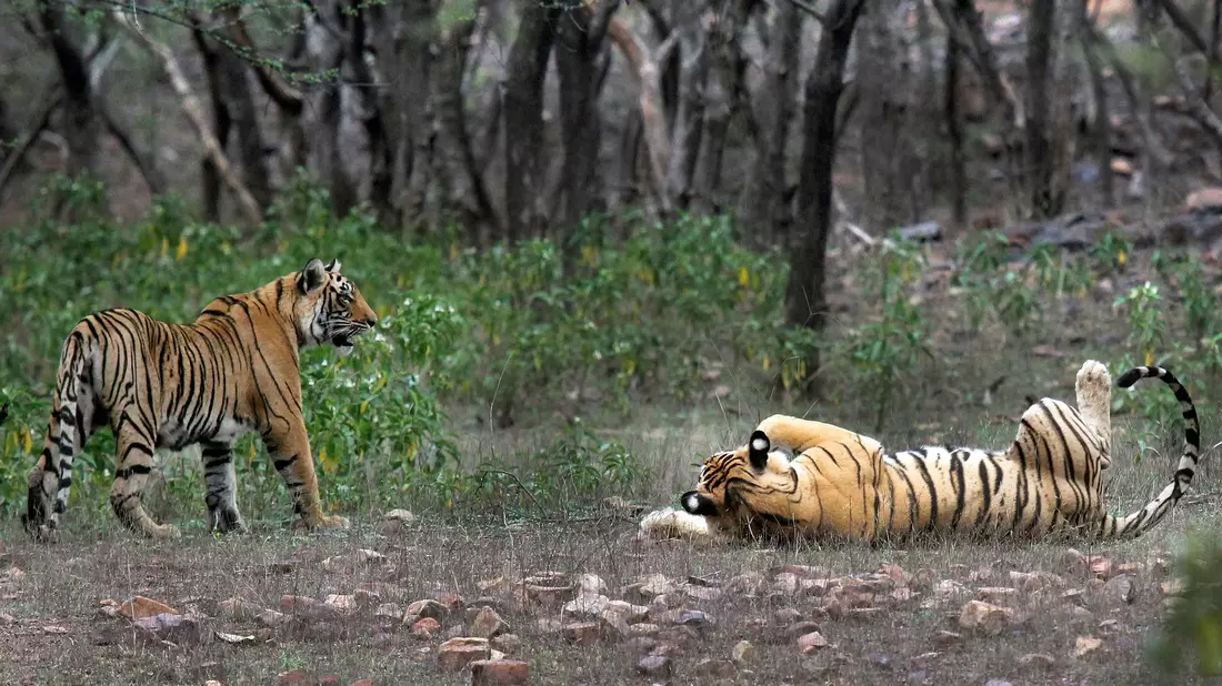 Zwei Tiger im Ranthambore-Nationalpark in Indien. (Foto Archiv) - Bild: Satyajeet Singh Rathore/AP/dpa
