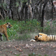 Zwei Tiger im Ranthambore-Nationalpark in Indien. (Foto Archiv) - Foto: Satyajeet Singh Rathore/AP/dpa