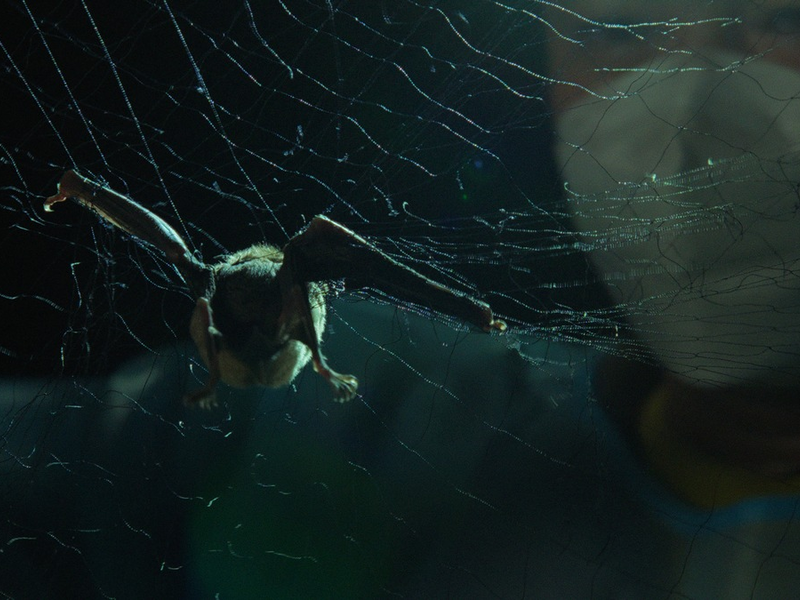 Ist die nächste Pandemie nur eine Frage der Zeit? ARD-Doku Spillover - Planet der Viren ab dem 5. März exklusiv in der ARD Mediathek - Foto: presseportal.de