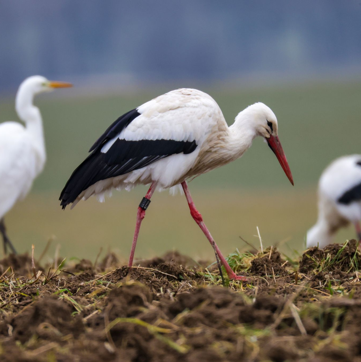 Wenn die Winter wärmer werden, finden Weißstörche auch hierzulande genug Nahrung. - Foto: Thomas Warnack/dpa