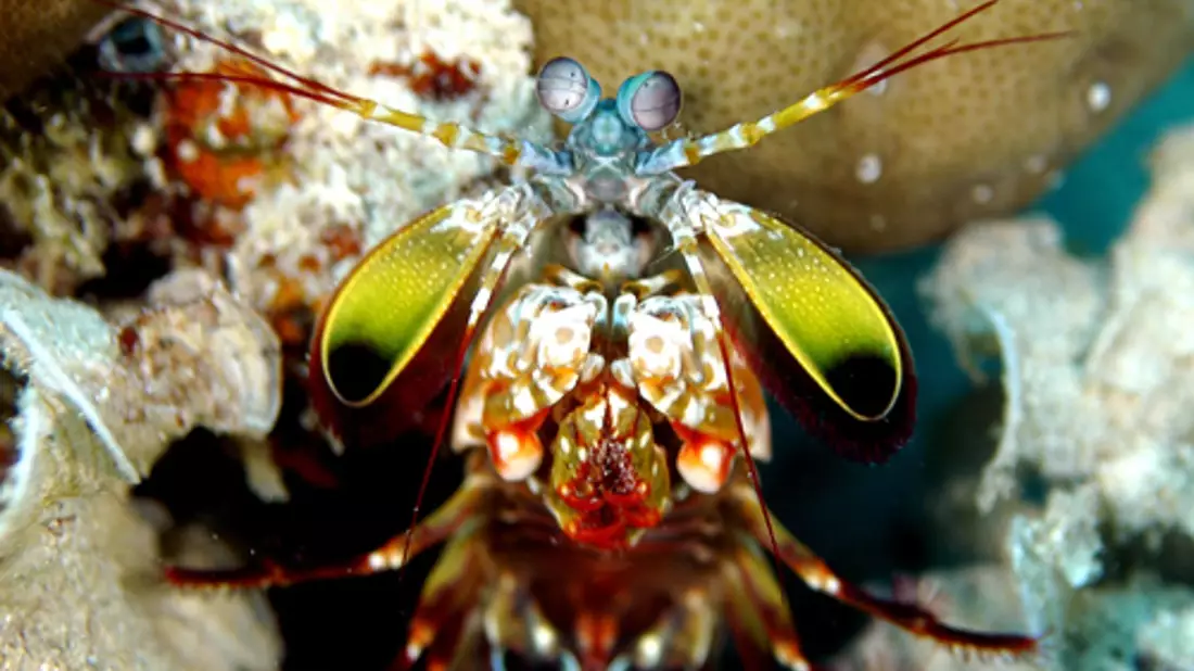 Mit ungeheurer Wucht zerschlagen Fangschreckenkrebse die Schalen von Schnecken und Muscheln oder töten Fische.  - Bild: Andy Law/Northwestern University/dpa