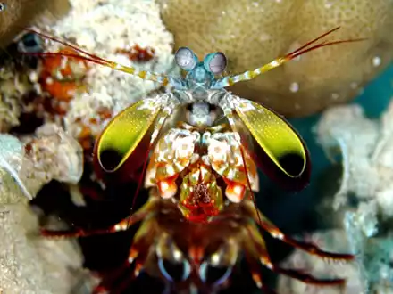 Mit ungeheurer Wucht zerschlagen Fangschreckenkrebse die Schalen von Schnecken und Muscheln oder töten Fische.  - Foto: Andy Law/Northwestern University/dpa