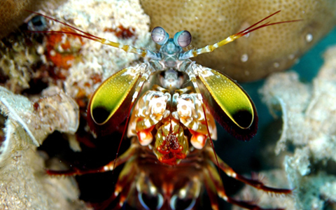Mit ungeheurer Wucht zerschlagen Fangschreckenkrebse die Schalen von Schnecken und Muscheln oder töten Fische.  - Foto: Andy Law/Northwestern University/dpa