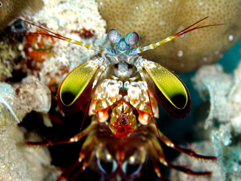 Mit ungeheurer Wucht zerschlagen Fangschreckenkrebse die Schalen von Schnecken und Muscheln oder töten Fische.  - Foto: Andy Law/Northwestern University/dpa