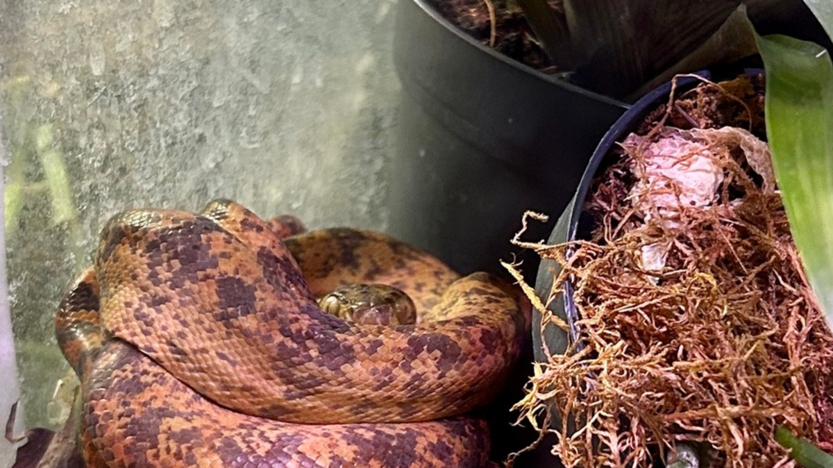 ZOLL-E: Giftiger Einsatz - Staatsanwaltschaft Bochum und Zollfahndung Essen beschlagnahmen 26 zum Teil hochgiftige Exoten - Foto: presseportal.de