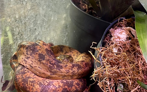 ZOLL-E: Giftiger Einsatz - Staatsanwaltschaft Bochum und Zollfahndung Essen beschlagnahmen 26 zum Teil hochgiftige Exoten - Foto: presseportal.de