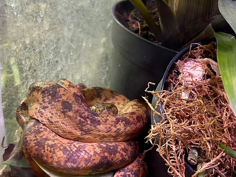 ZOLL-E: Giftiger Einsatz - Staatsanwaltschaft Bochum und Zollfahndung Essen beschlagnahmen 26 zum Teil hochgiftige Exoten - Foto: presseportal.de