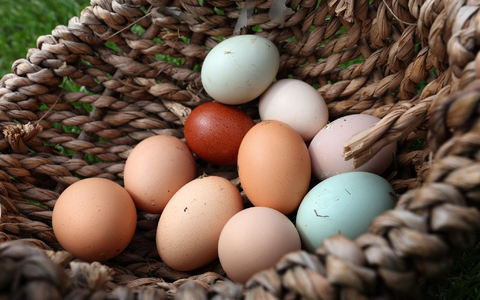 Es gibt nicht nur verschiedene Eier, sondern auch höchst verschiedene Arten, sie zu garen. (Archivbild) - Foto: Karl-Josef Hildenbrand/dpa