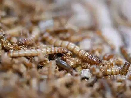 Mit UV-Licht behandeltes Mehlwurmpulver darf in der EU in Lebensmittel zugesetzt werden. (Archivbild)  - Foto: Bernd Weißbrod/dpa