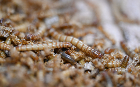 Mit UV-Licht behandeltes Mehlwurmpulver darf in der EU in Lebensmittel zugesetzt werden. (Archivbild) - Foto: Bernd Weißbrod/dpa Mit UV-Licht behandeltes Mehlwurmpulver darf in der EU in Lebensmittel zugesetzt werden. (Archivbild) - Foto: Bernd Weißbrod/dpa