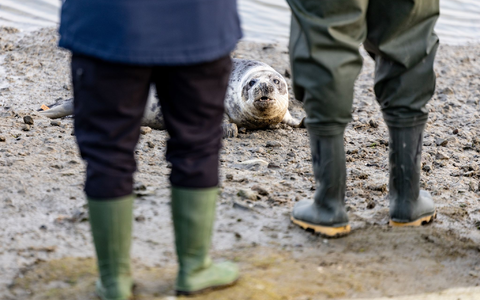Aus den Transportboxen kamen die vier Kegelrobben nur sehr zögerlich heraus. - Foto: Axel Heimken/dpa Aus den Transportboxen kamen die vier Kegelrobben nur sehr zögerlich heraus. - Foto: Axel Heimken/dpa