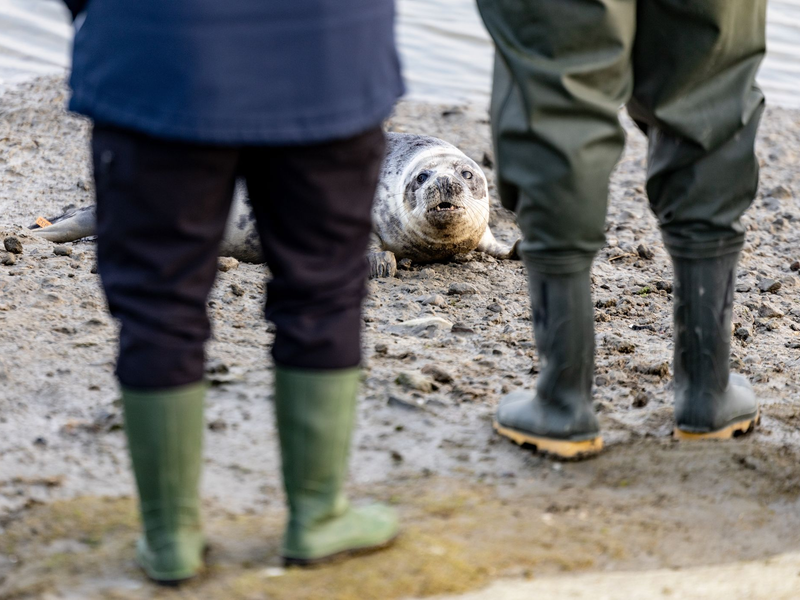 Aus den Transportboxen kamen die vier Kegelrobben nur sehr zögerlich heraus. - Foto: Axel Heimken/dpa