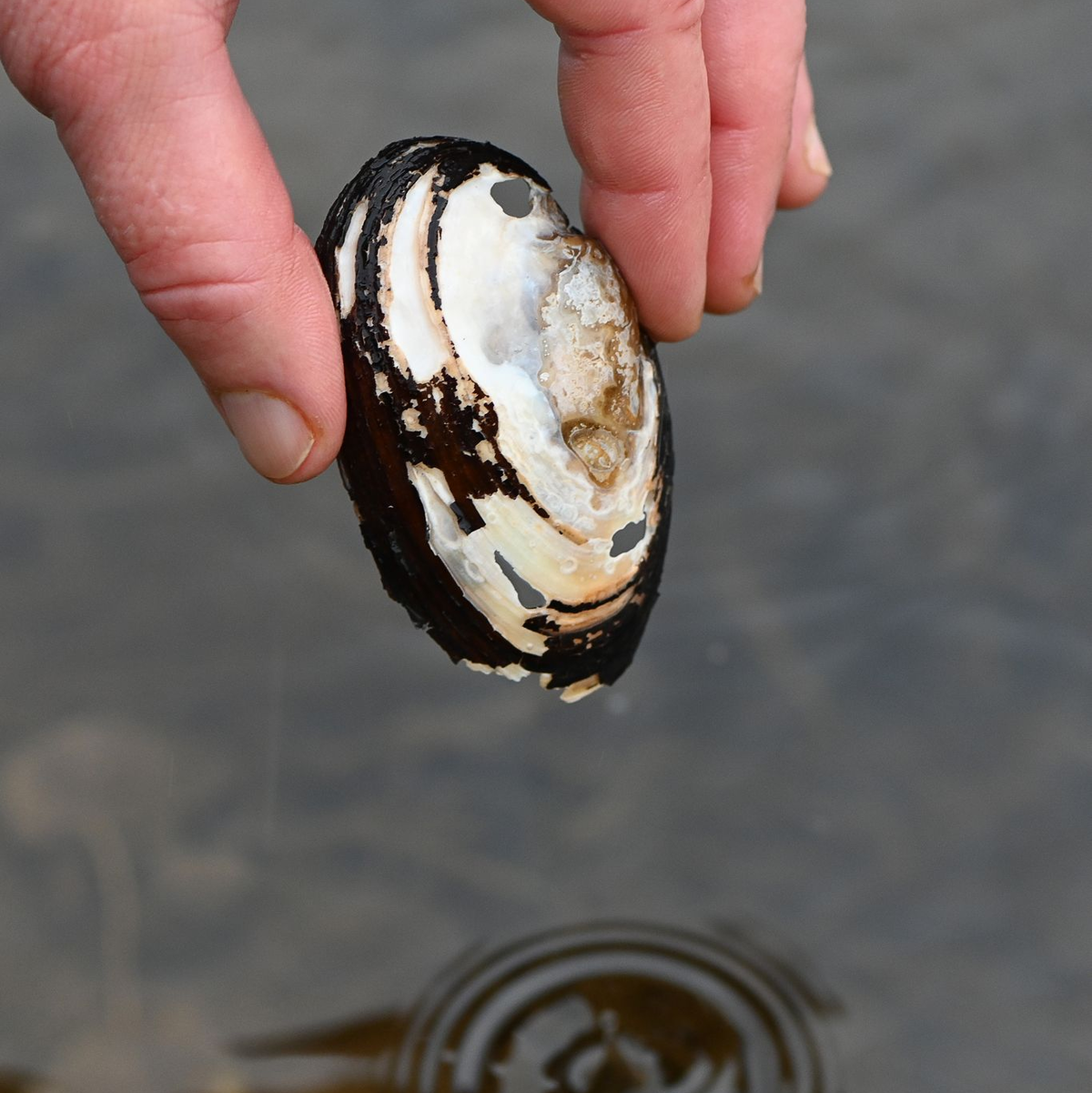 Drei bedrohte Muschelarten wurden nun in Paris in der Seine entdeckt (Archivbild). - Foto: Swen Pförtner/dpa