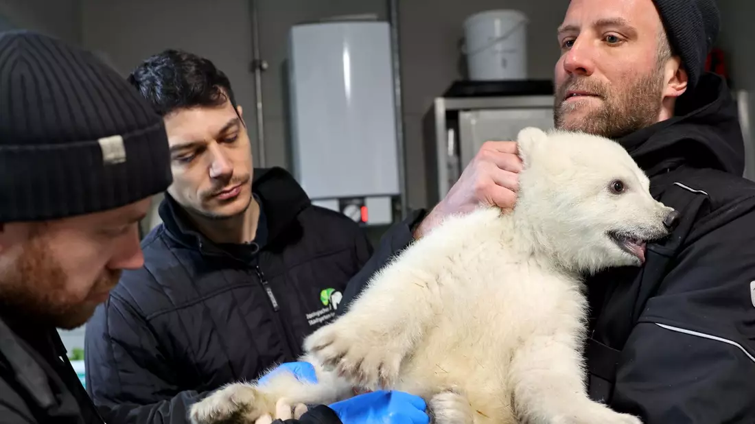 Der kleine Eisbär erweist sich schon als bärenstark. - Bild: Timo Deible/Zoo Karlsruhe/dpa