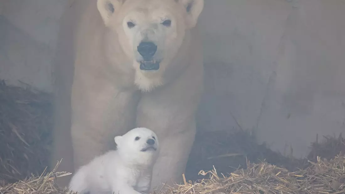 Es ist ein Junge. - Bild: Timo Deible/Zoo Karlsruhe/dpa