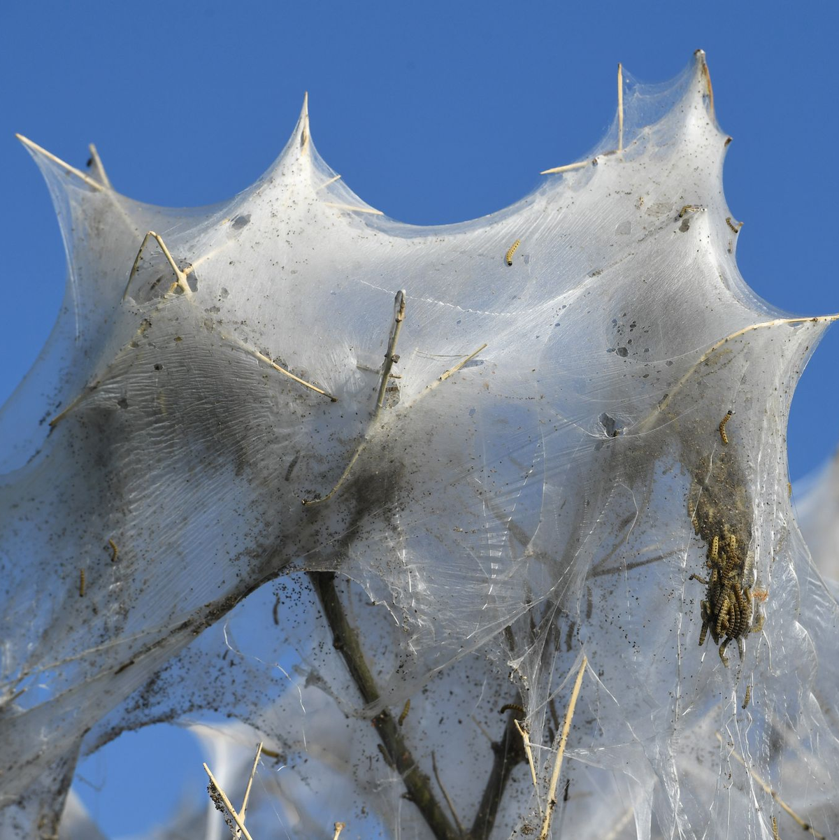 Auch in einem Millionenanwesen kein angenehmer Mitbewohner: Motten. (Illustration) - Foto: Stefan Sauer/dpa-Zentralbild/dpa