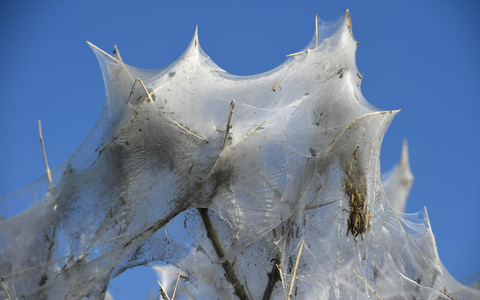 Auch in einem Millionenanwesen kein angenehmer Mitbewohner: Motten. (Illustration) - Foto: Stefan Sauer/dpa-Zentralbild/dpa