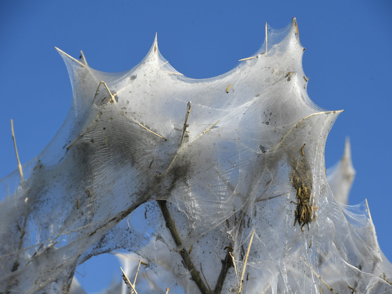 Auch in einem Millionenanwesen kein angenehmer Mitbewohner: Motten. (Illustration) - Foto: Stefan Sauer/dpa-Zentralbild/dpa