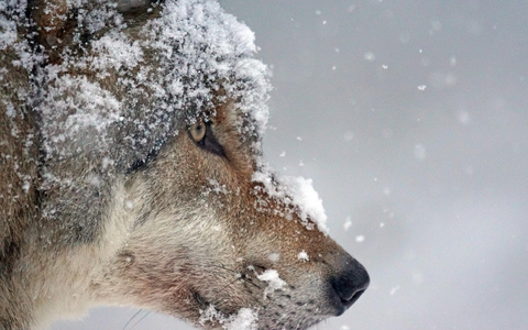 Herabstufung des strengen Schutzes der Wölfe: Appell an Steffi Lemke - Foto: presseportal.de