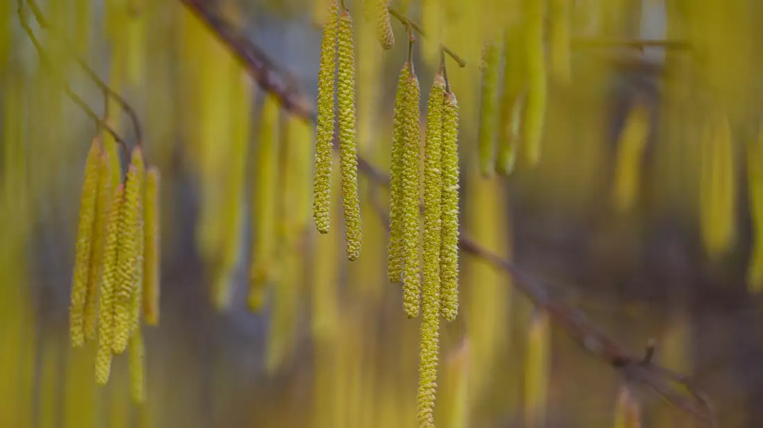 Menschen mit einer Haselpollen-Allergie könnten bereits Symptome spüren. - Bild: Patrick Pleul/dpa