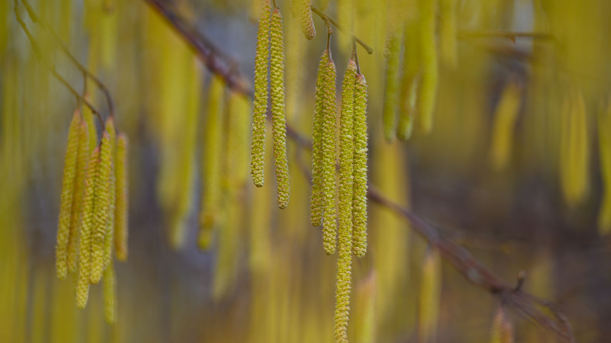 Menschen mit einer Haselpollen-Allergie könnten bereits Symptome spüren. - Foto: Patrick Pleul/dpa