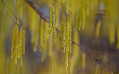 Menschen mit einer Haselpollen-Allergie könnten bereits Symptome spüren. - Foto: Patrick Pleul/dpa