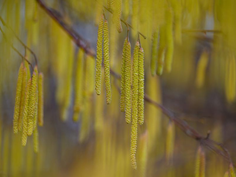 Menschen mit einer Haselpollen-Allergie könnten bereits Symptome spüren. - Foto: Patrick Pleul/dpa