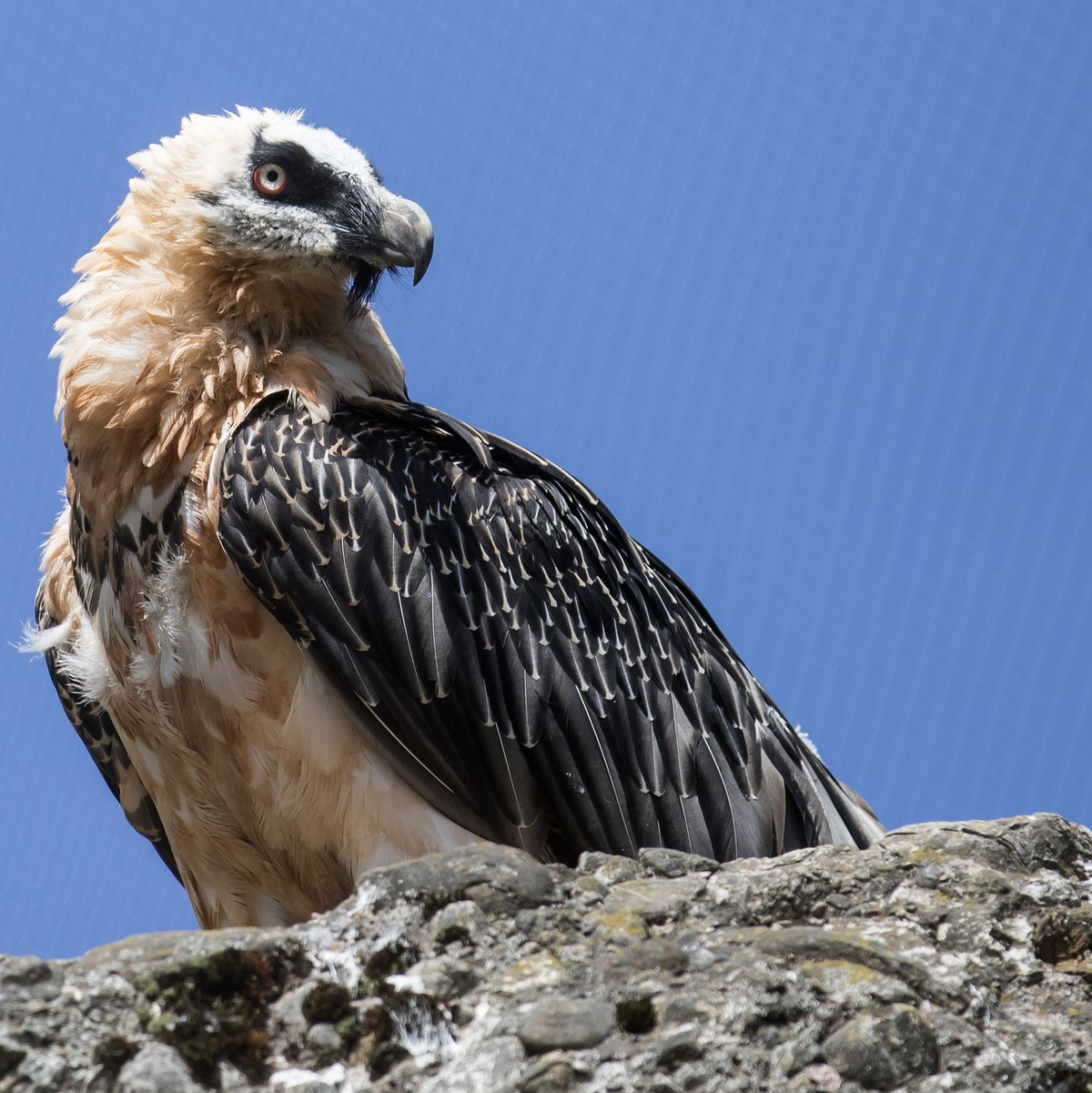 Moderne Gefahren bedrohen Bartgeier in den Alpen (Archivbild) - Foto: Alexandra Wey/KEYSTONE/dpa