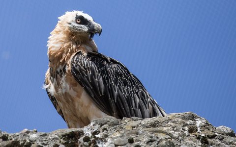 Moderne Gefahren bedrohen Bartgeier in den Alpen (Archivbild) - Foto: Alexandra Wey/KEYSTONE/dpa