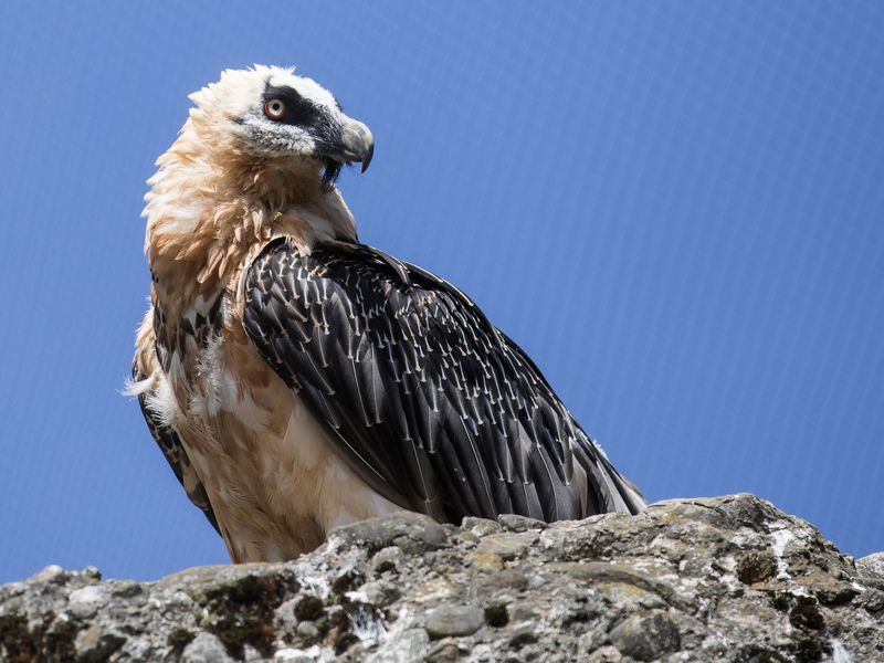 Moderne Gefahren bedrohen Bartgeier in den Alpen (Archivbild) - Foto: Alexandra Wey/KEYSTONE/dpa