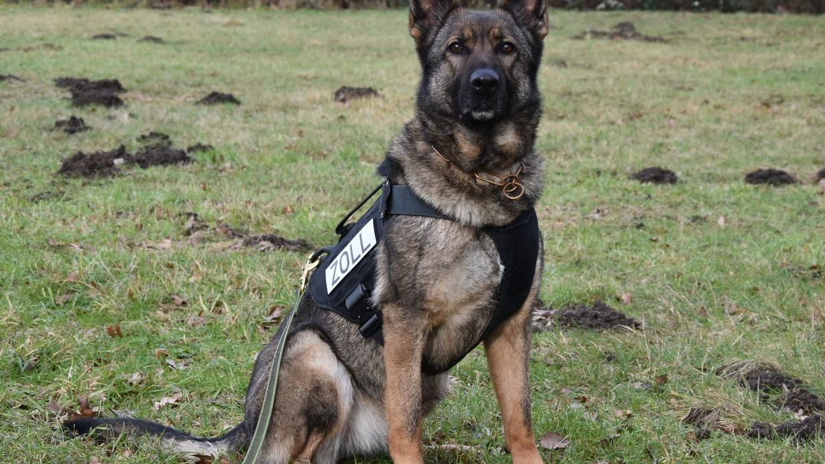 HZA-H: Gemeinsame Pressemitteilung der Staatsanwaltschaft Hannover und des Hauptzollamts Hannover - Amphetamin, Marihuana, 