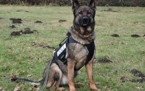 HZA-H: Gemeinsame Pressemitteilung der Staatsanwaltschaft Hannover und des Hauptzollamts Hannover - Amphetamin, Marihuana, Magic Mushrooms und Äxte im Auto - Foto: presseportal.de