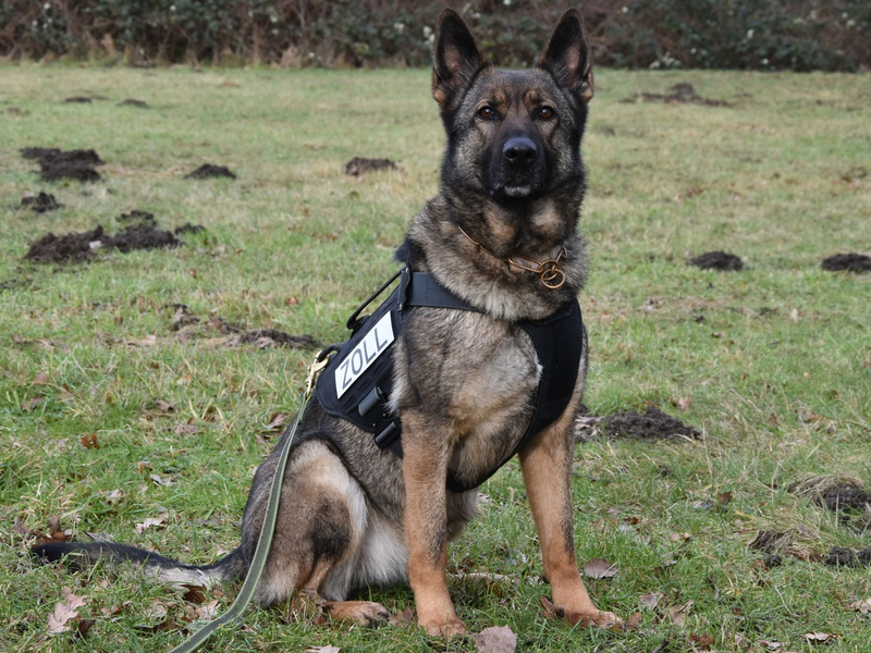 HZA-H: Gemeinsame Pressemitteilung der Staatsanwaltschaft Hannover und des Hauptzollamts Hannover - Amphetamin, Marihuana, Magic Mushrooms und Äxte im Auto - Foto: presseportal.de