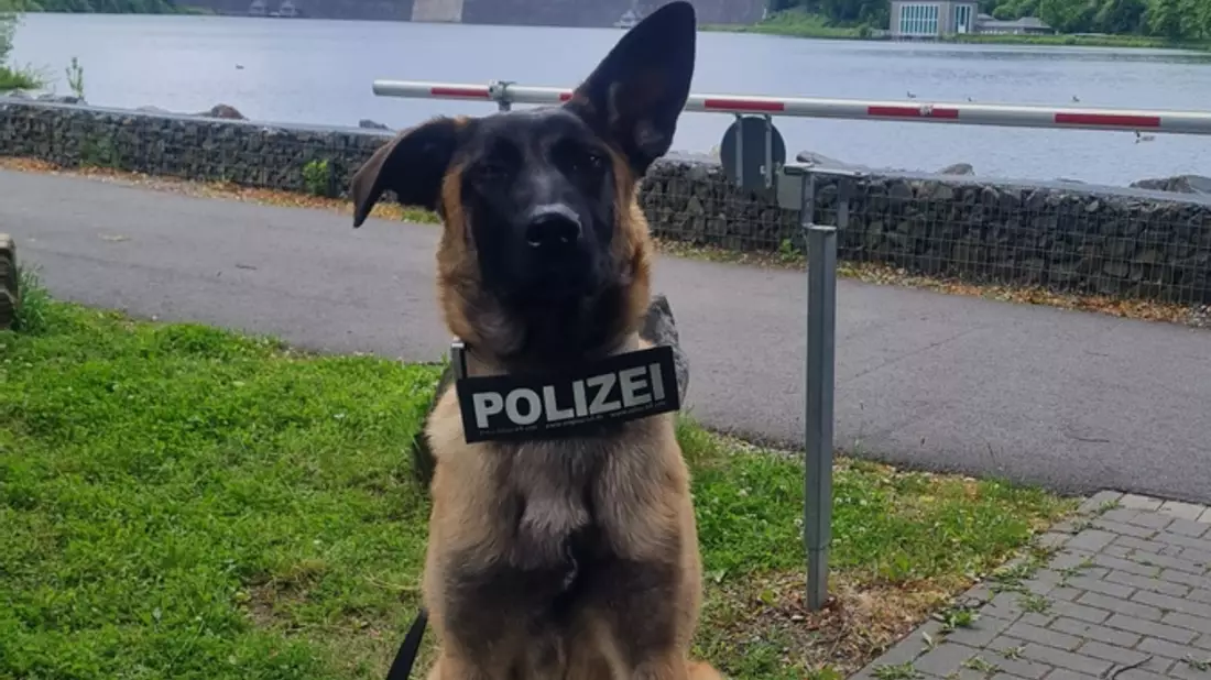 POL-SO: Zuwachs für die Polizei im Kreis Soest - Bild: presseportal.de