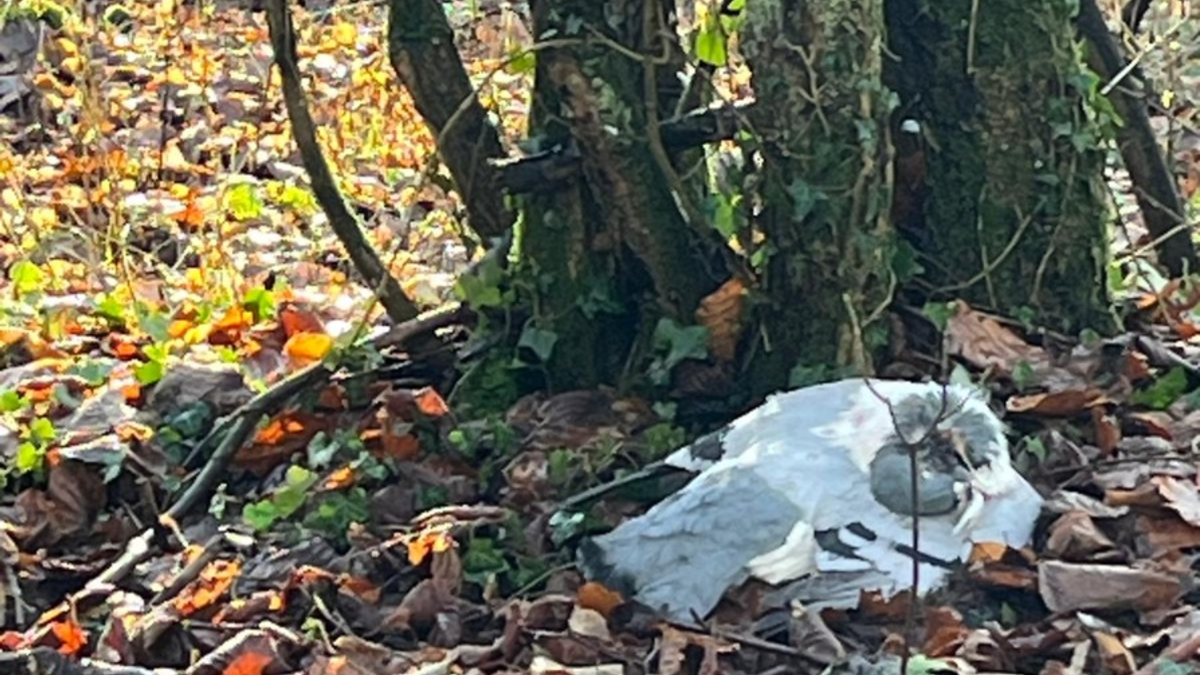 POL-HL: Ostholstein - Süsel / Verendete Tauben am Straßenrand aufgefunden - Zeugen gesucht - Foto: presseportal.de