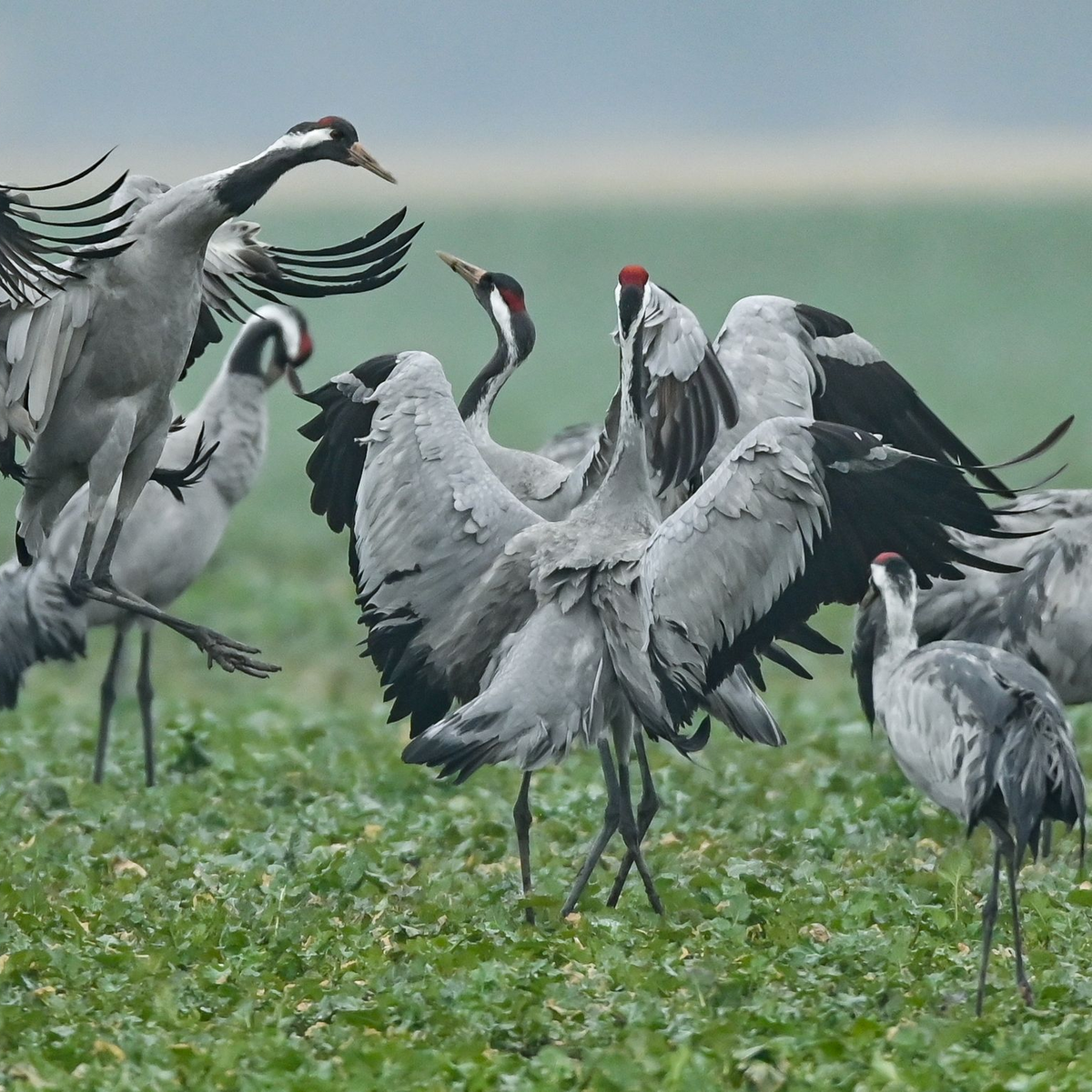 Sprünge, aufgeregtes Flügelschlagen und in die Luft geworfene Steine: Der Balztanz der Kraniche ist ein imposantes Schauspiel. (Archivbild) - Foto: Patrick Pleul/dpa-Zentralbild/ZB