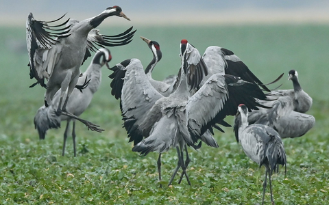Sprünge, aufgeregtes Flügelschlagen und in die Luft geworfene Steine: Der Balztanz der Kraniche ist ein imposantes Schauspiel. (Archivbild) - Foto: Patrick Pleul/dpa-Zentralbild/ZB