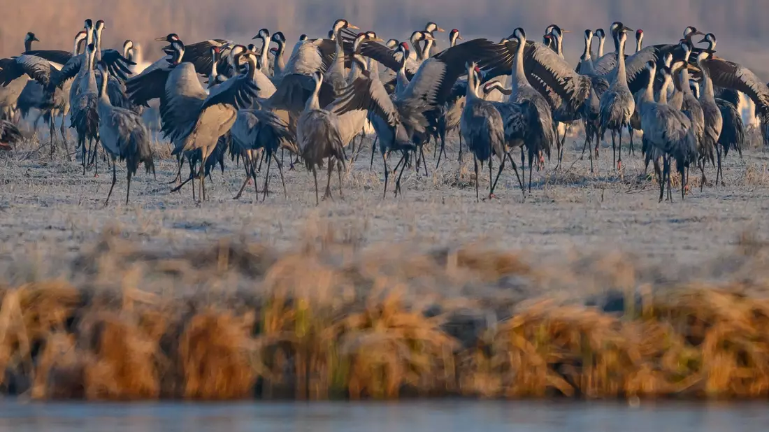 Spezielle Führungen, Sichtschirme und Aussichtstürme sollen die Störungen für die Tiere im Müritz-Nationalpark so gering wie möglich halten. (Archivbild) - Bild: Patrick Pleul/dpa