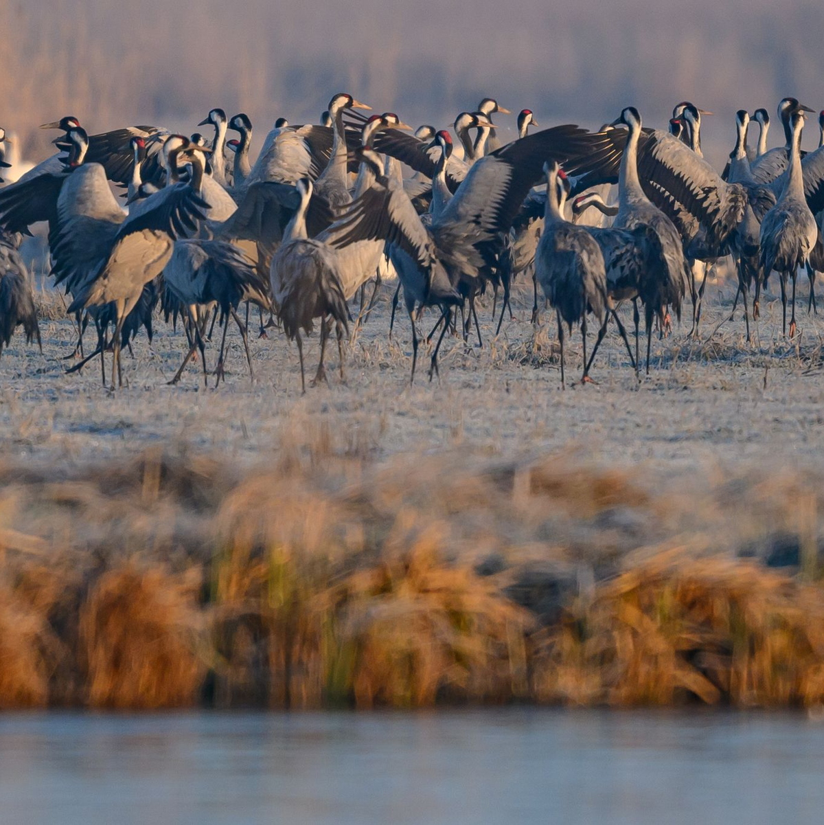 Spezielle Führungen, Sichtschirme und Aussichtstürme sollen die Störungen für die Tiere im Müritz-Nationalpark so gering wie möglich halten. (Archivbild) - Foto: Patrick Pleul/dpa