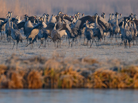 Ein Spektakel für Naturfreunde: Der Tanz der Kraniche - Foto: Patrick Pleul/dpa
