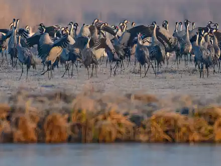 Ein Spektakel für Naturfreunde: Der Tanz der Kraniche - Foto: Patrick Pleul/dpa