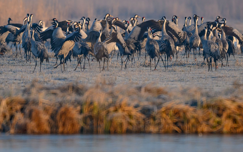 Spezielle Führungen, Sichtschirme und Aussichtstürme sollen die Störungen für die Tiere im Müritz-Nationalpark so gering wie möglich halten. (Archivbild) - Foto: Patrick Pleul/dpa