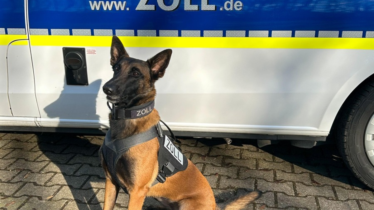 HZA-DU: Zollhund Frieda findet Drogenversteck im Auto - Über ein Kilogramm Kokain sichergestellt - Foto: presseportal.de