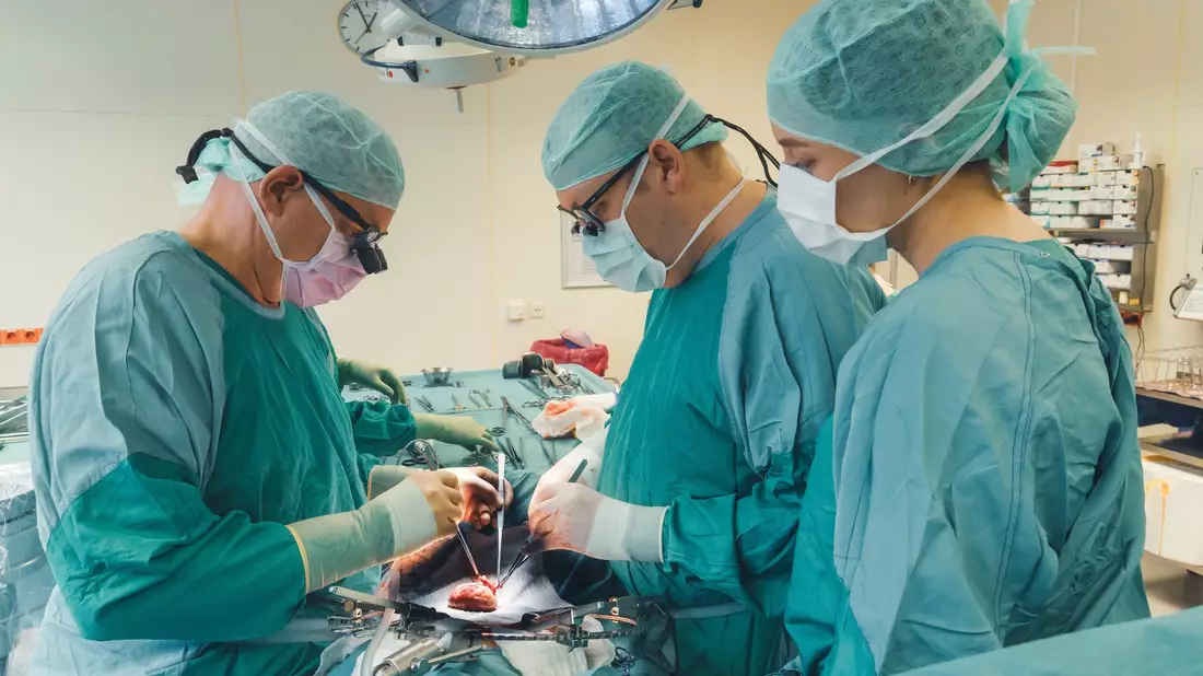 Philipp Felgendreff (mitte) transplantiert wie hier häufig menschliche Nieren, hat aber Hoffnung, dass er künftig auch Schweinenieren in Menschen einsetzt. - Bild: Anna-Katharina Junge/Medizinische Hochschule Hannover/dpa