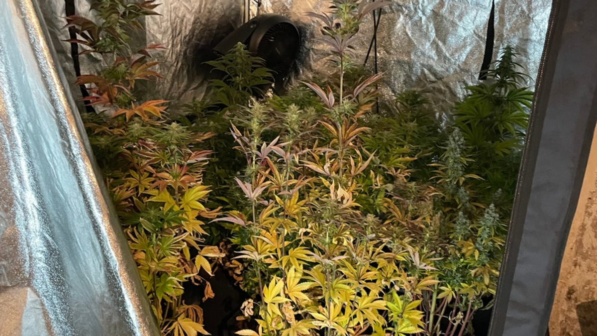 POL-SU: 44-jährige Frau wegen mutmaßlichen Drogenhandels festgenommen - Foto: presseportal.de