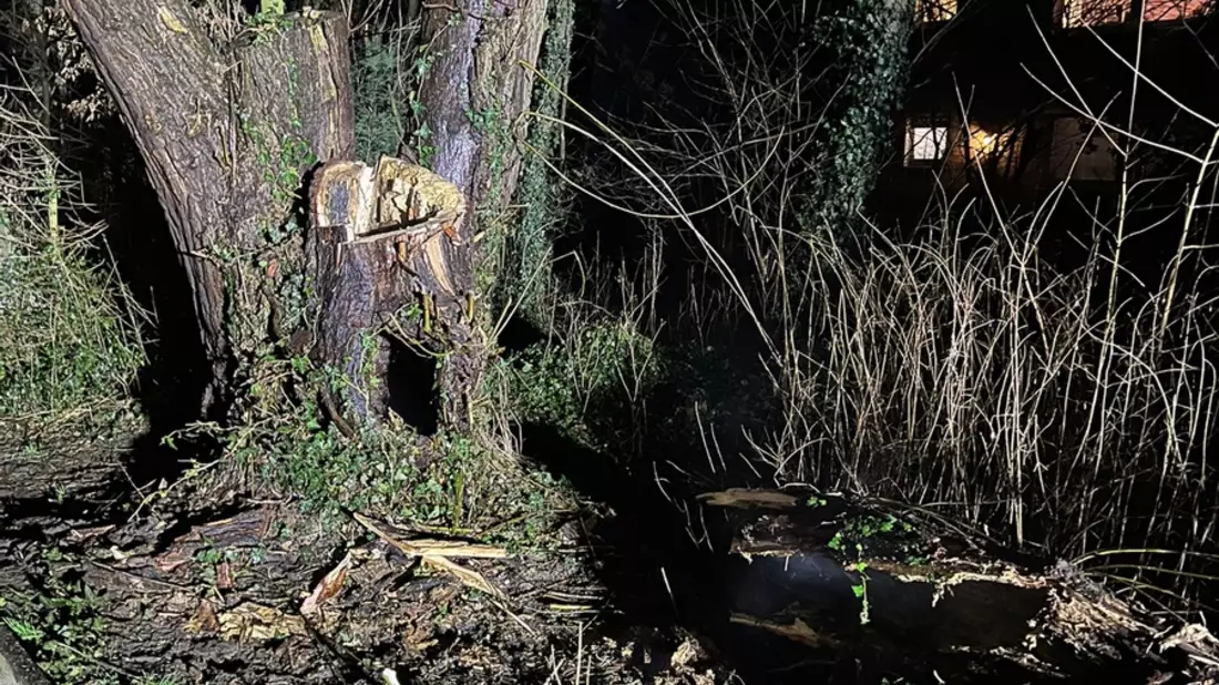 FW-WRN: Brennender Baum am Hansaring - Bild: presseportal.de