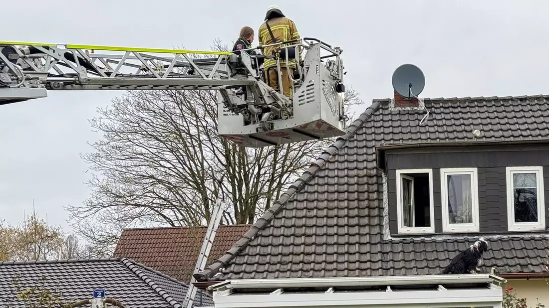 FW Osterholz-Scharm.: Hund auf Dach - Bild: presseportal.de