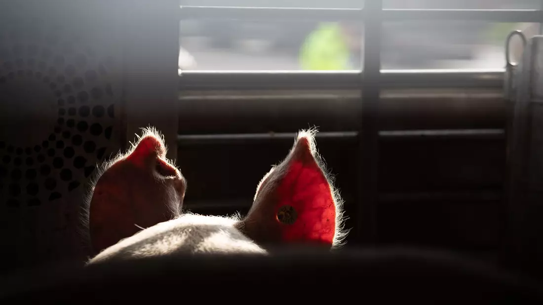 Lebende Tiere sollen auf Transportern ins EU-Ausland besser geschützt werden (Symbolbild).  - Bild: Friso Gentsch/dpa